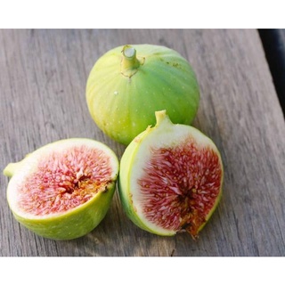 Figs ต้นมะเดื่อฝรั่ง พันธุ์ White Genoa (แบล๊กจีนัว)พร้อมกระถาง 6 นิ้ว ลำต้นสูง 45-50 ซม