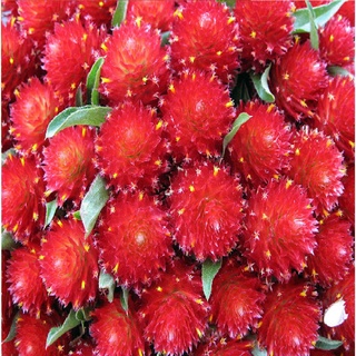 บานไม่รู้โรย สีแดง Gomphrena Mix Seeds ดอกไม้ พรรณไม้ คุณภาพ 100 เมล็ด