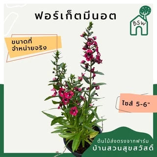ต้นฟอร์เก็ตมีน็อต forget me not ต้นอย่าลืมฉัน ไม้ดอกความหมายดี นิยมให้เป็นของขวัญ