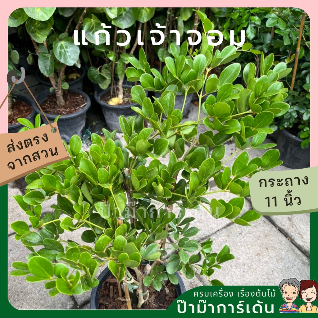 มุมมอง 2