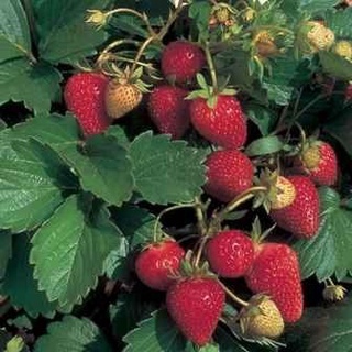 เมล็ดพันธุ์ Strawberry สายพันธุ์ Fern 50 เมล็ด เมล็ดพันธุ์นำเข้าจาก ยุโรป อัตราการงอก 90 % ส่งพร้อมคู่มือการปลูก