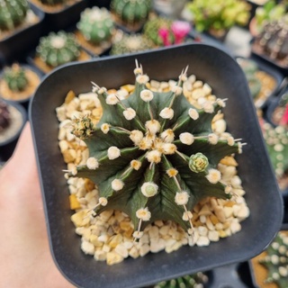 gymnocalycium ยิมโน เขียวๆ ดอกมาเรื่อยๆ