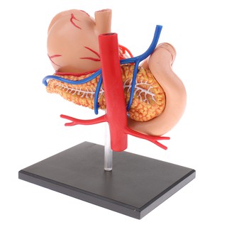 2:3 Human Human Stomach Pancreas with Internal Organs Model Anatomy Study