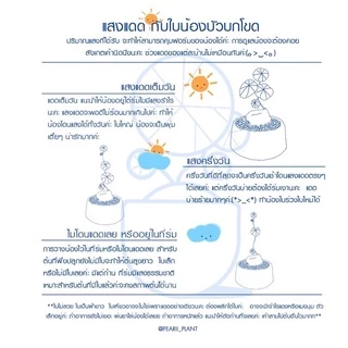 🌳ดินไม้โขด ดินแคตตัส ส่งทุกวันค่า ดินปลูกบัวบกโขด พร้อมปลูก ดินแคตตัส CUCTUS 300g. 150g. ดินร่วน ระบายน้ำดี