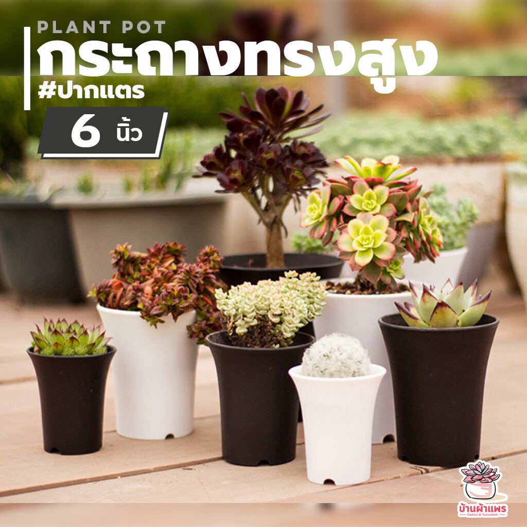 ( W006 ) กระถางทรงสูง 6" ปากแตร กระถางแคคตัส กระถางกระบองเพชร