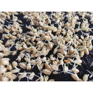 เมล็ดข้าวสาลีราคาถูก (1 กก.) ราคาถูกเกรดนำเข้า Australian Wheat หญ้าแมว อัตราการงอกสูง 98% +