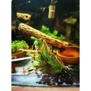 อาหารกุ้งแคระ​ใบหม่อน(3แถม1) ช่วยลดความเครียด​กุ้งได้ดีมาก
