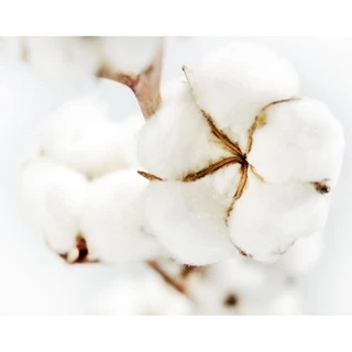 Small Cotton Swabs (คัตตอนบัต หัวแหลม) สำลีก้านไม้ สำหรับเช็ดเล็บ แต่งหน้า 100แท่ง/ซอง ราคาถูกสุดๆ