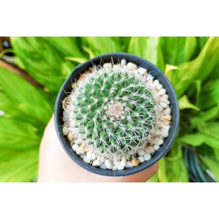 แคคตัส แมมแม่เฒ่า แมมฮาเนียน่า แมมมิลลาเรีย (Mammillaria hahniana)