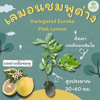 ต้นพันธุ์เลมอนด่างเนื้อชมพู Variegated Eureka Pink Lemon เลมอนยูเรก้าด่าง