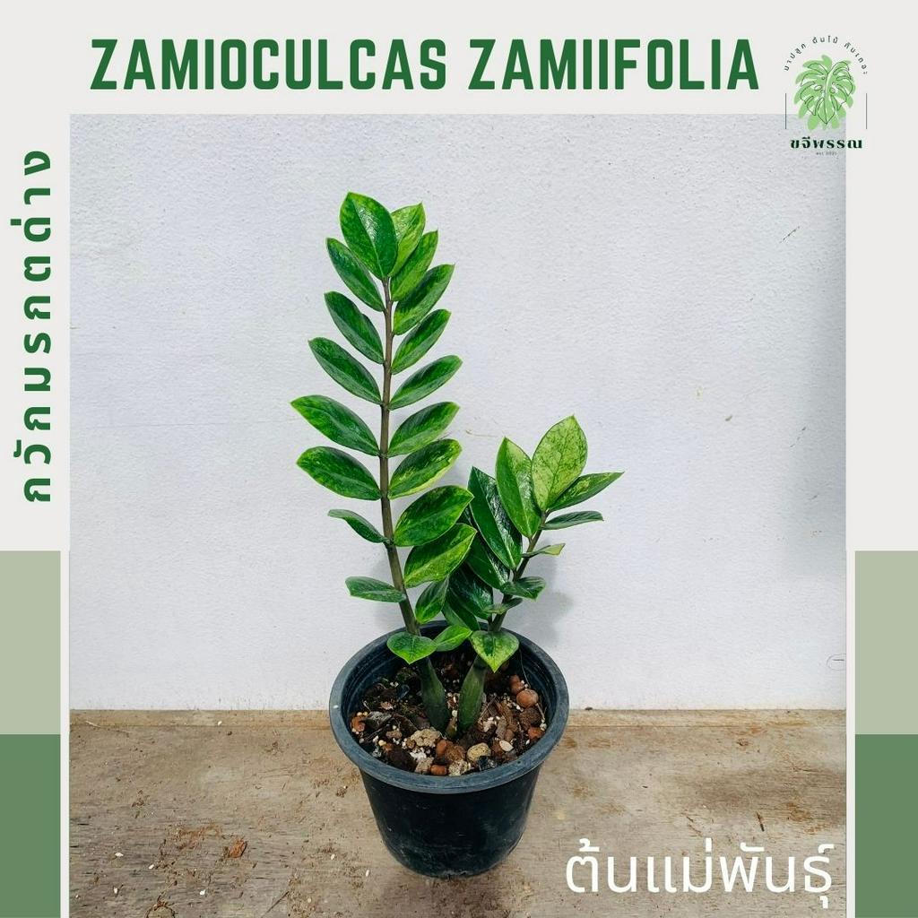 กวักมรกตด่าง ไม้มงคล ไม้ฟอกอากาศ | Zamioculcas Zamiifolia