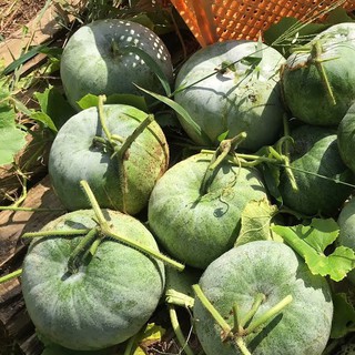 เมล็ดพันธุ์ ฟักแฟง ผลกลม ฟักหอมกลม WAX GOURD  30 เมล็ด  [10 แถม 1 คละได้]