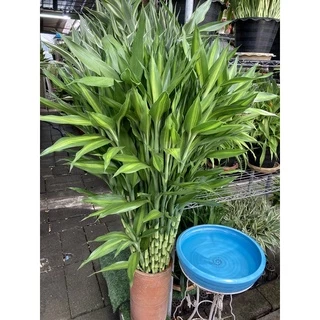 ไผ่กวนอิม ต้นตรงสูง150cm ตัดส่งได้เพียง1เมตร(หากต้องการ1.5เมตรให้มาซื้อหน้าร้าน)