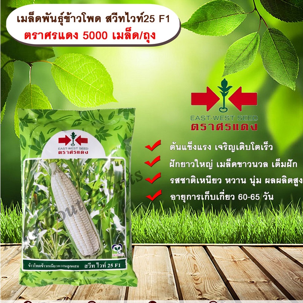ข้าวโพด สวีทไวท์ 25 F1 5,000 เมล็ด / ถุง allaboutplants
