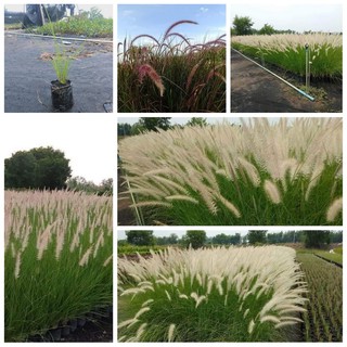 หญ้าน้ำพุ &amp; หญ้าแดงแม็กซิกัน ปลูกตกแต่งร้านขายกาแฟ ร้านอาหาร  Fountain grass หญ้าแดง เม็กซิกัน Red grass