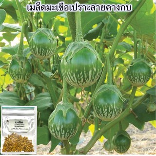 เมล็ดพันธุ์ เมล็ดมะเขือเปราะ ลายคางกบ มะเขือลายคางกบ 100 เมล็ด [10 แถม 1 คละได้]