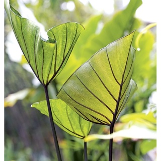 Colocasia coffee cup ตัดสด