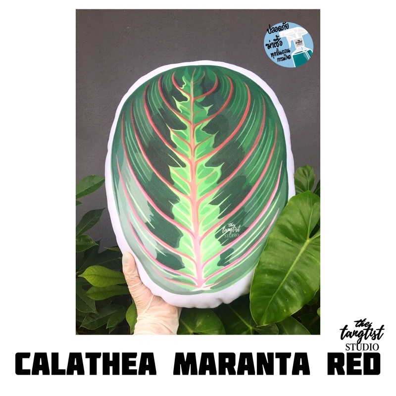 หมอนอิงใบใหญ่ Calathea Maranta Red คล้ามารันต้าเรด ส่งฟรีลงทะเบียน