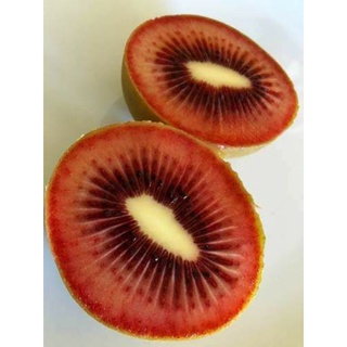 เมล็ดพันธุ์กีวี่แดง  New Zealand red kiwi  เมล็ดพันธุ์แท้ นำเข้าจากต่างประเทศ