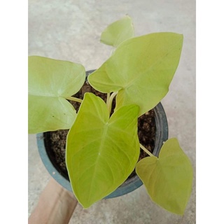 บอนทอง(Xanthosoma aurea Lime Zinger taro)