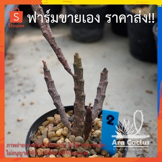 สวนขายเอง! ยูโฟเบียตีนกบ Euphorbia platyclada ไซส์กระถาง 4 นิ้ว แคคตัส กระบองเพชร ต้นไม้ประดับ แคนตัส ไม้อวบน้ำ