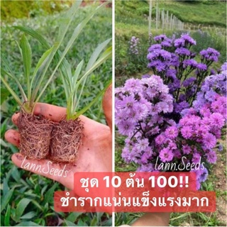 ต้นกล้า ดอกมากาเร็ตคละสี ต้นดอกมากาเร็ต ชำรากแน่นๆ ปลูกรอด100% (เซ็ต 10ต้น ) มากาเร็ตไทย ดอกไม้กินได้ มากาเร็ตชำราก