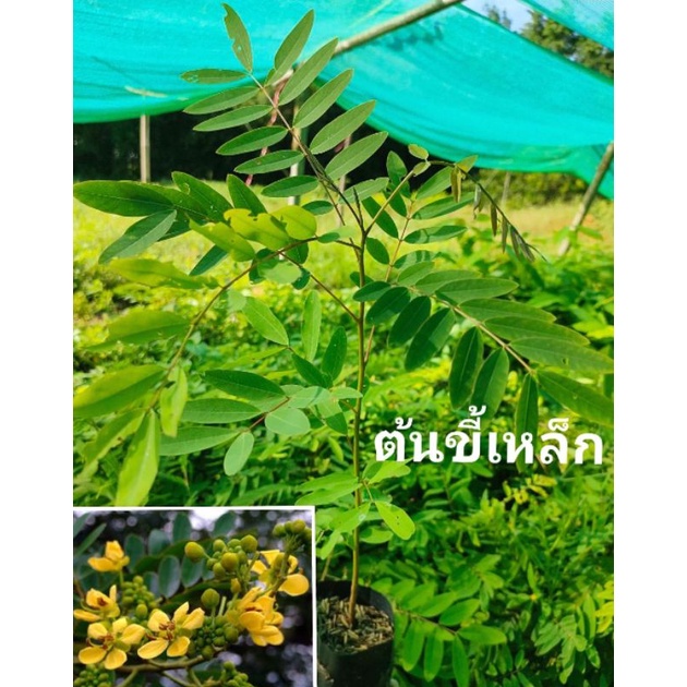 ต้นขี้เหล็ก ขี้เหล็ก ขนาด 25-35 ซม .มีสรรพคุณทางยา ต้นกล้าเเข็งเเรงพร้อมปลูก ไม้เนื้อแข็ง