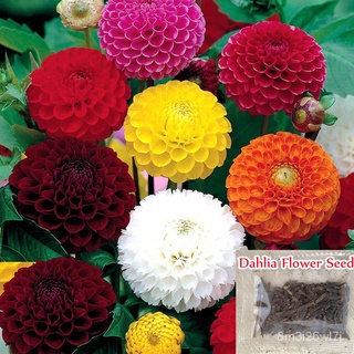 （เมล็ดพันธุ์ ถูก คละ）เมล็ดพันธุ์ดอกรัก บอนสี Dahlia Mixed Flower Seeds บรรจุ 200 เมล็ด ไม้ประดับ ต้นบอนไซ ดอกไม้ปลูก Gar