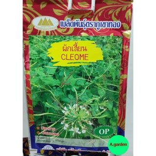 เมล็ดพันธ์ผักเสี้ยน ( CLEOME ) ปลูกง่าย ดอกอร่อย​  3​g.