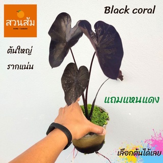 แบล็คคอรอล ต้นใหญ่ รากแน่น ส่งทั้งกระถาง แถมฟรี แหนแดงในกระถาง colocasia black coral