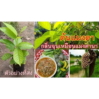 (รับ1ต้น)(เสียบยอด) #ทัมมัง หรือ ต้นแมงดา ใบมีกลิ่นฉุนเหมือนแมงดา 🏡แฮปปี้