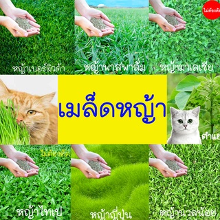 หญ้า ทุกสายพันธุ์📌ถูกที่สุด10บ.📌เมล็ดพันธุ์หญ้าทุกสายพันธุ์100-500 เมล็ด🌱ปลูกง่าย🌱เขียวสดใส