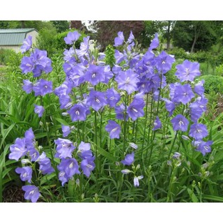 เมล็ดพันธุ์ Campanula persicifolia peach bellflower 200 เมล็ด เมล็ดพันธุ์นำเข้าจาก อังกฤษ