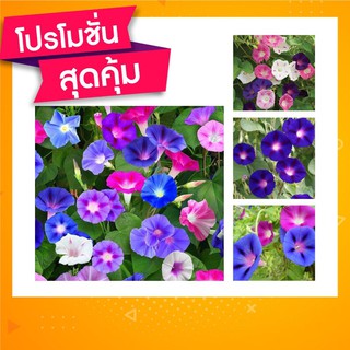 ✨โปร2แถม1✨เมล็ดดอกไม้ มอร์นิ่งกลอรี่ หรือ ดอกผักบุ้งฝรั่ง Morning Glory Seed ปลูกง่าย ออกดอกไว