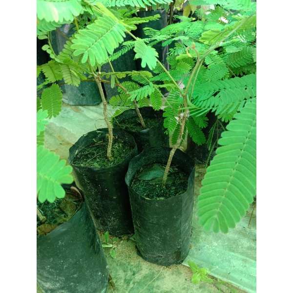 ต้นส้มปล่อย/เพาะเมล็ด/ใช้ในพิธีกรรมต่างๆขาย1ชุด4 ถุง 100฿ - รูปที่ 2