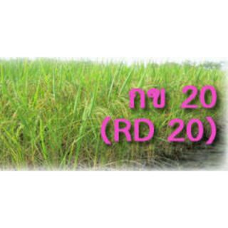 เมล็ดพันธุ์ข้าว กข 20 (RD20) 15กิโล @*ปลูกได้1ไร่