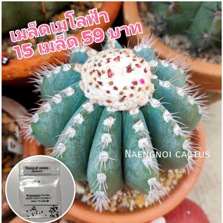 💥เมล็ดเมโลฟ้า (รหัส M12)🐝 เก็บจากสวน🌸Melocactus Azureus แคคตัส กระบองเพชร