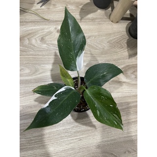 philodendron white princess