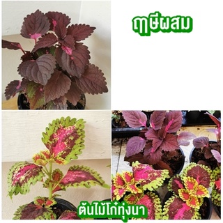 ต้นฤาษีผสม ไม้มงคล สีสันสดใส ใส่ในกระถาง 5 นิ้ว