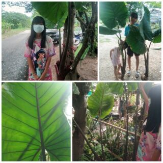 Alocasia macrorrhiza black  stem บอนราหูดำ บอนกระดาดดำ