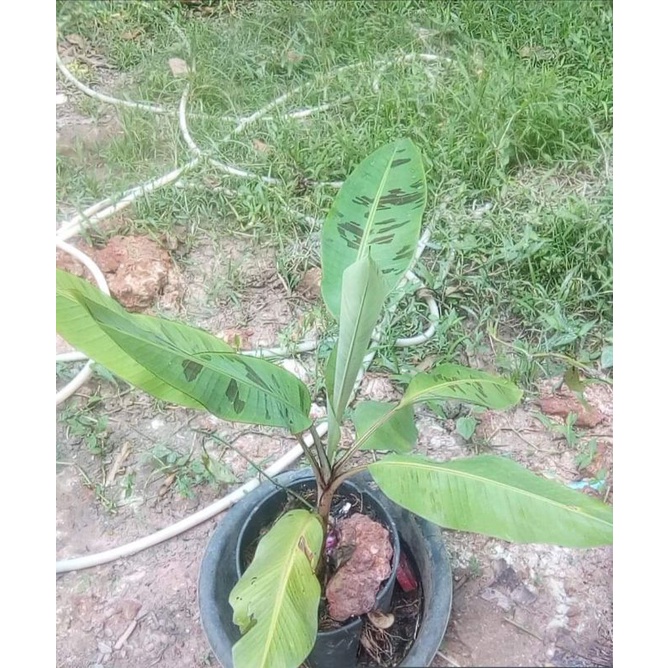 ต้นกล้วยดางเสือพรานป่า ต้นบอนหายากราคาเบาๆ
