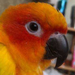 Profile NoName