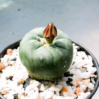 โลโฟโฟร่า Lophophora fricii ไม้เมล็ด ดอกสีชมพู