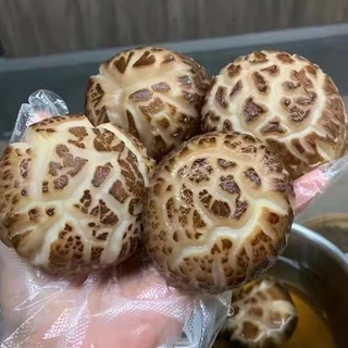 เห็ดหอม ดอกขาวญี่ปุ่นAAAAA5（日本白花菇AAAAA5）เห็ดดอกไม้อุดมไปด้วยวิตามินดี แร่ธาตุ และกรดอะมิโนหลายชนิด