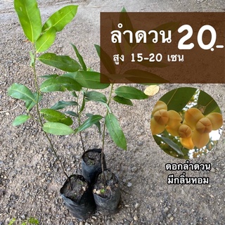 ต้นลำดวน Melodorum fruticosum (จำนวน 1 ต้น)