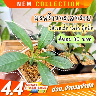 มะพร้าวทะเลทราย Dorstenia กระบองเพชร แคคตัส สวน พืช ปลูก ต้น ใบยาว ใบกลม ใบด่าง ใบเงิน คริสตาต้า ฮอร์วูดดี้ Horwoodii