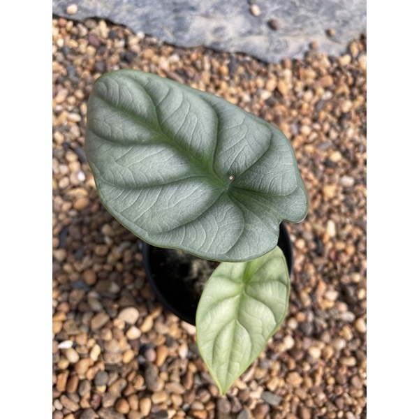 alocasia silver dragon ขนาดกระถาง 3-4 นิ้ว