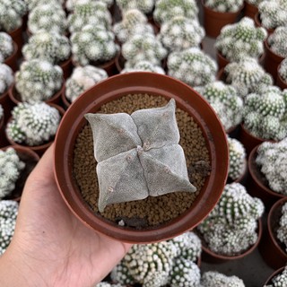 (luanfy)กระบองเพชร แคคตัส cactus Astrophytum myriostigma seeding แอสโตรไฟตัม ไมริโอสติ๊กมา 4/5 พูสวยๆ