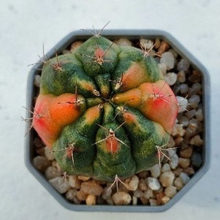 Cake Cactus Farm กระบองเพชร Gymnocalycium mihanovichii variegated ยิมโนด่าง ไต้หวัน สีสวยสด