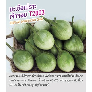 เมล็ดพันธุ์ มะเขือเปราะ มะเขือเจ้าพระยา มะเขือ - Eggplant Chao-chom  ตราดอกแตง เมล็ดพันธุ์ เมล็ดผัก คุณภาพ